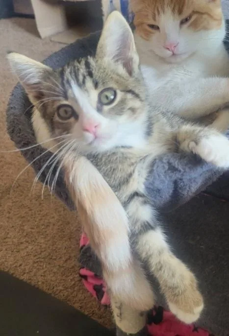 A baby medium-sized female Tabby (Gray / Blue / Silver) Tabby cat named Stella for adoption in Omaha, NE