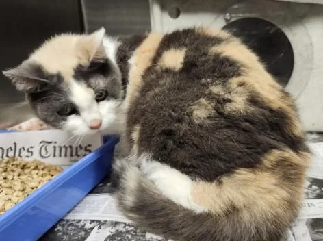 A senior medium-sized female Domestic Short Hair cat named Chloe for adoption in Los Angeles, CA