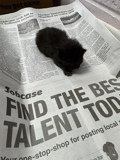 A baby small-sized female Domestic Short Hair cat named Waffles for adoption in Jacksonville, FL