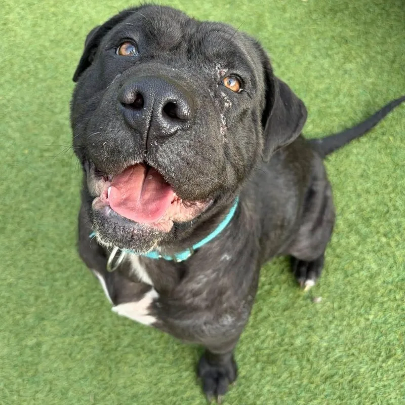 A young medium-sized male Mixed Breed dog named Hunter for adoption in Breinigsville, PA