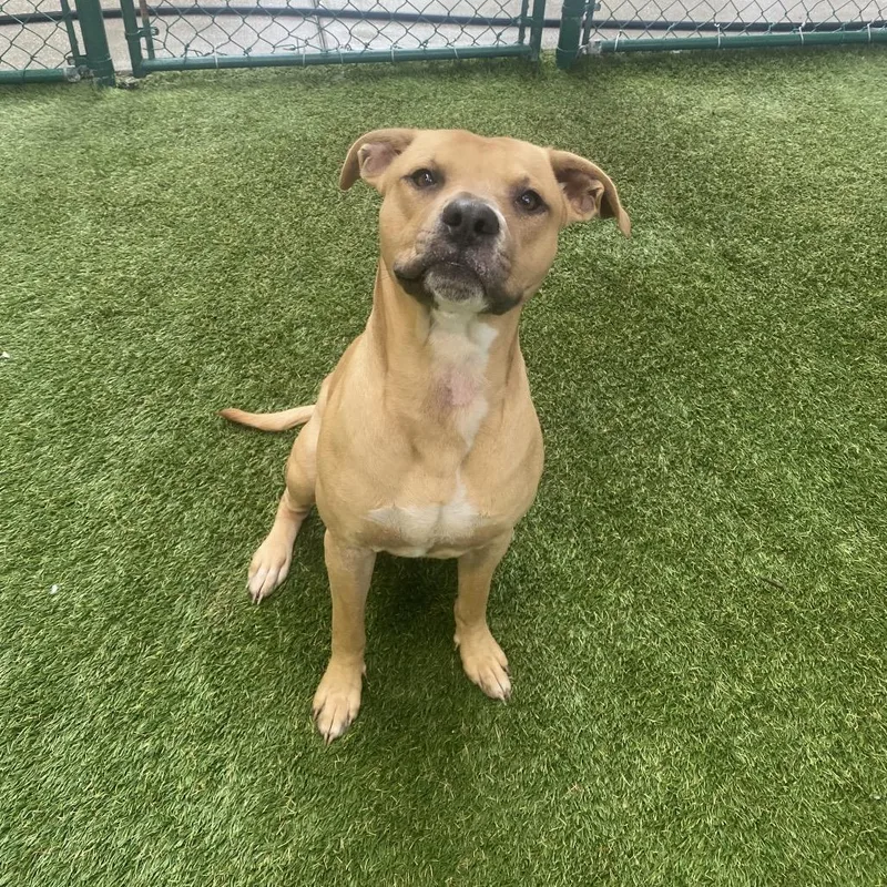 A young medium-sized male Brown / Chocolate American Bulldog dog named Draco for adoption in LOXAHATCHEE, FL
