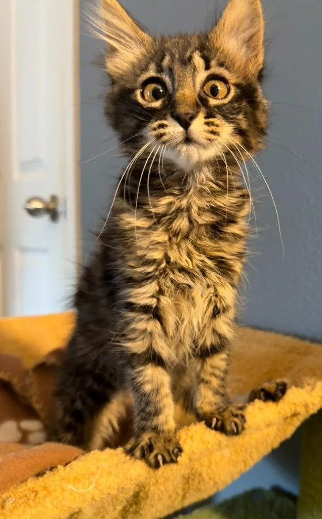 A baby medium-sized female Domestic Long Hair cat named Jessie for adoption in St. Helens, OR