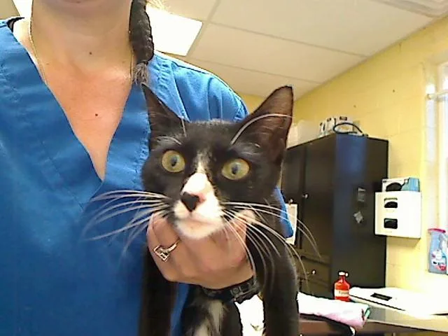 A young medium-sized female Domestic Short Hair cat named Panda for adoption in Cookeville, TN