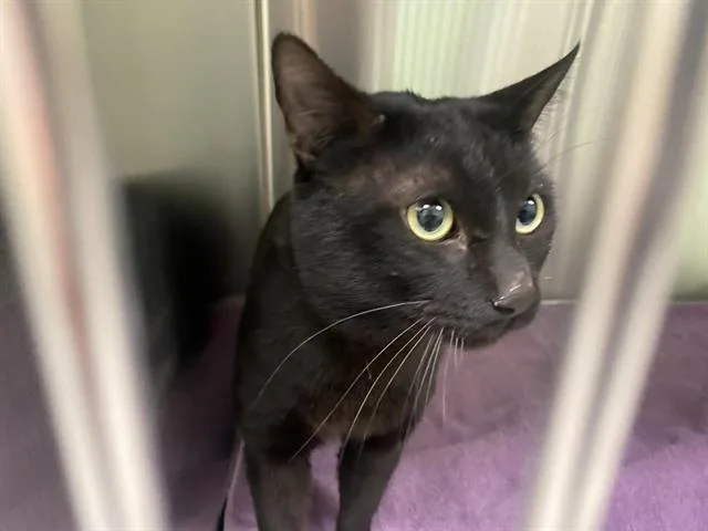 A young large-sized male Domestic Short Hair cat named Manchester for adoption in Tustin, CA