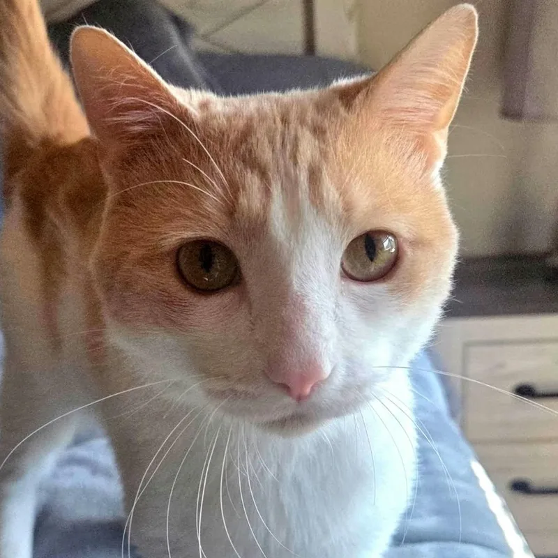 A young medium-sized male Orange & White Domestic Short Hair cat named Willie Wonka for adoption in Chandler, AZ