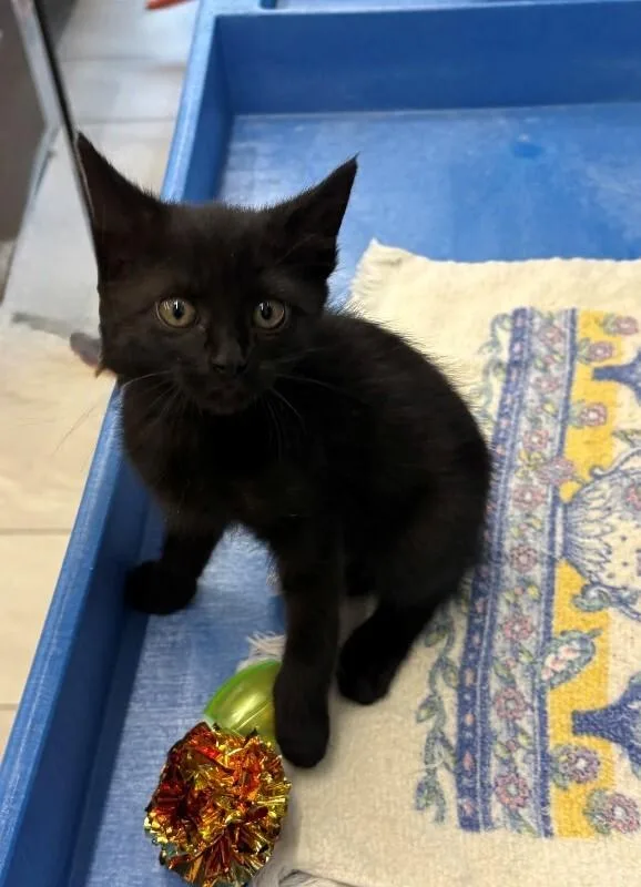 A young medium-sized female Domestic Short Hair cat named Cardi B for adoption in Providence Forge, VA