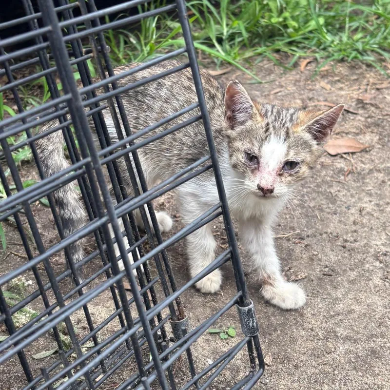 A baby small-sized female Brown / Chocolate Domestic Short Hair cat named Sandy for adoption in Columbus, GA