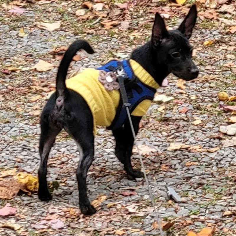 A young small-sized female Black Jack Russell Terrier dog named Mini for adoption in Alexandria, VA