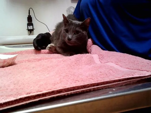 An adult small-sized female Domestic Short Hair cat named Janet for adoption in Martinez, CA