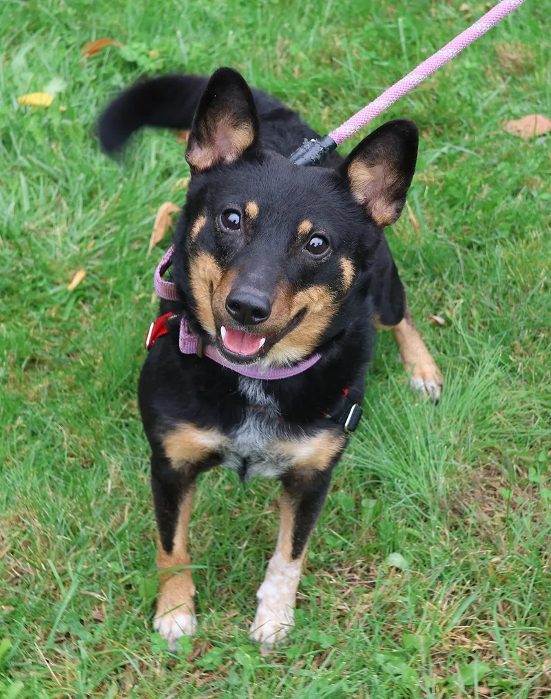 A young small-sized female Australian Cattle Dog / Blue Heeler dog named Mystic for adoption in Harrison, NY