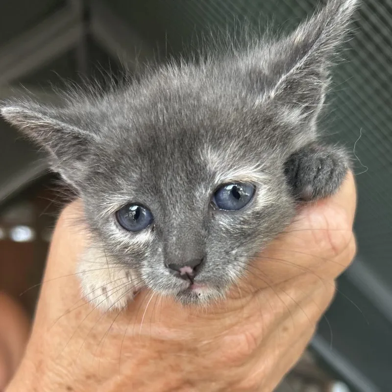 A baby small-sized female Gray / Blue / Silver Domestic Short Hair cat named Leisl for adoption in Boerne, TX