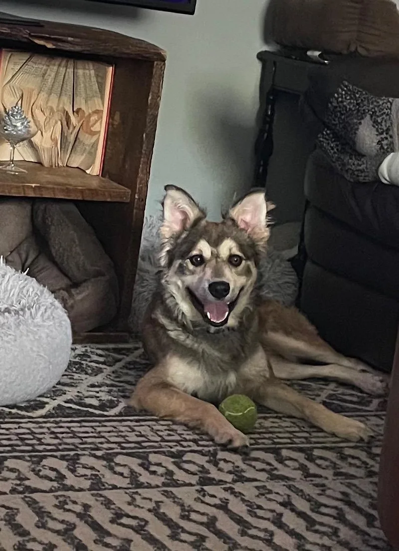 A young medium-sized male Yellow / Tan / Blond / Fawn Australian Shepherd dog named Petey for adoption in East Lansing, MI