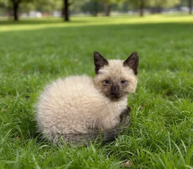 A baby small-sized male Siamese cat named Charlie for adoption in Castaic, CA