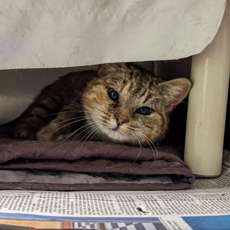 An adult medium-sized female Brown / Chocolate Domestic Short Hair cat named Petal for adoption in Kennebunk, ME