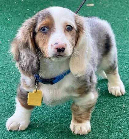 A baby small-sized male Dachshund dog named Pop for adoption in Malvern, PA