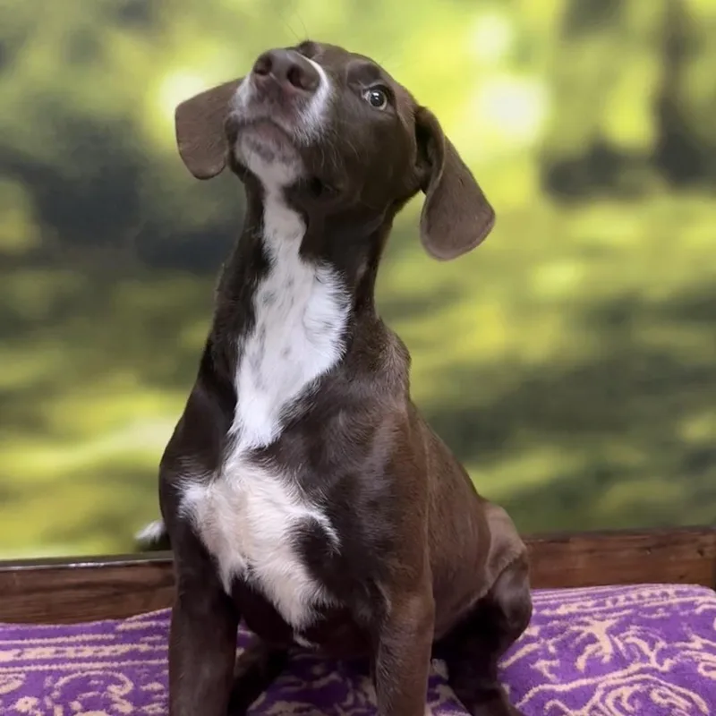 A young medium-sized male Brown / Chocolate Mixed Breed dog named Star Crunch for adoption in Auburn, NH