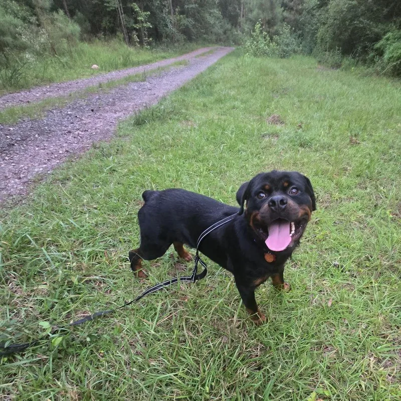 An adult large-sized male Black Rottweiler dog named Dozer for adoption in Bessemer, AL