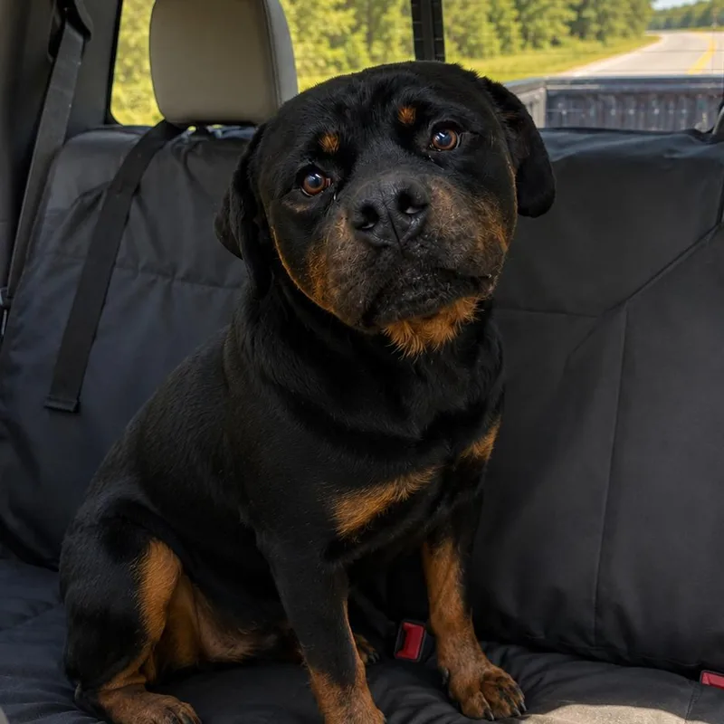 Dozer thumbnail 4