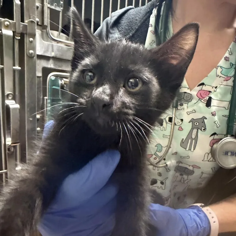 A baby small-sized male Black Domestic Medium Hair cat named Bentley for adoption in Webster, TX