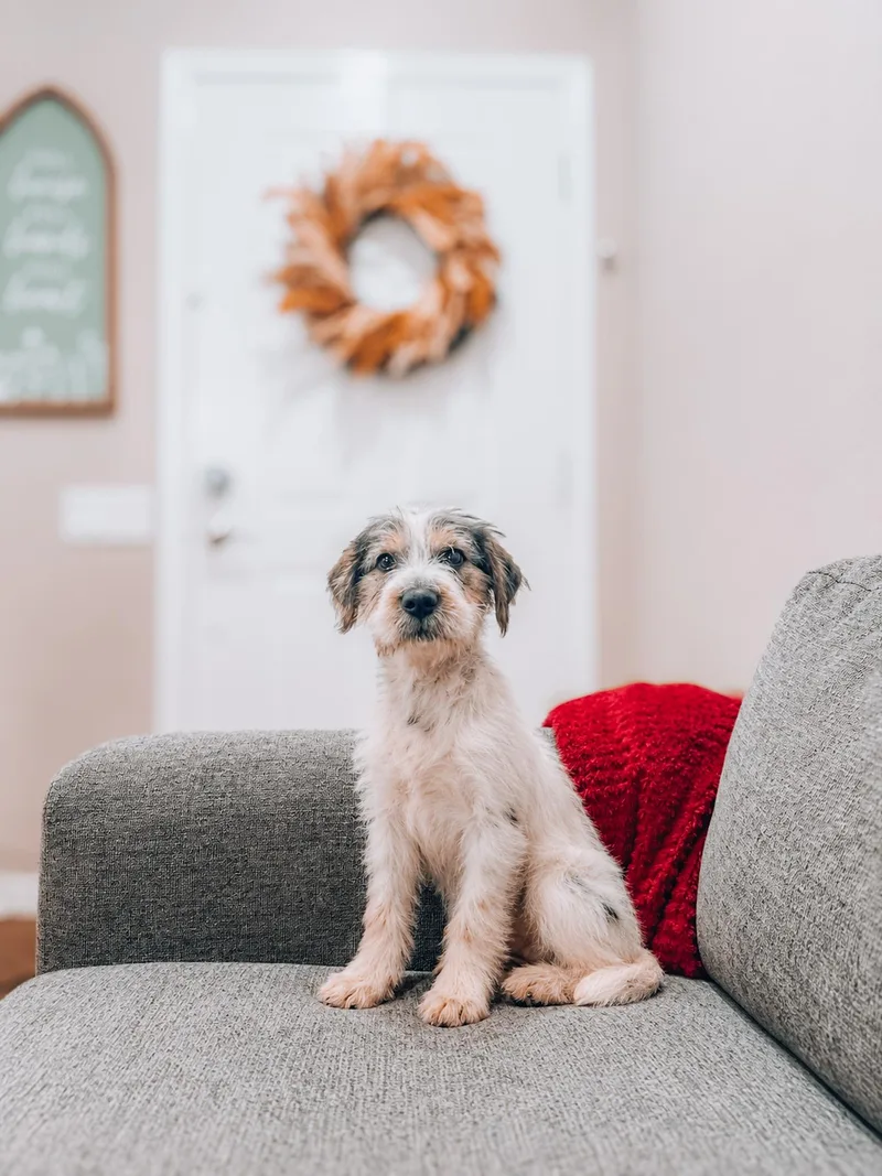 A baby medium-sized male Wirehaired Terrier dog named Aaric for adoption in Goodyear, AZ