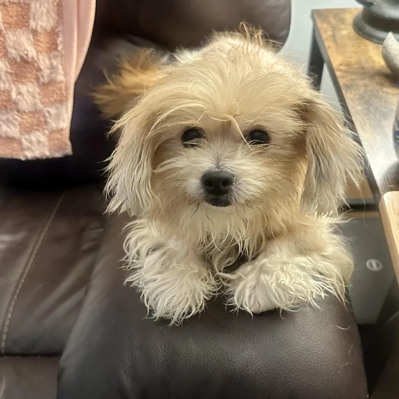 An adult small-sized female Maltese dog named Tink Tink for adoption in Richmond, VA