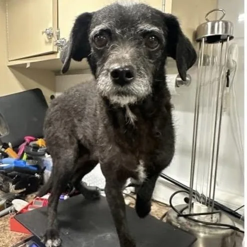 An adult small-sized female Black Poodle dog named Lena for adoption in Santa Rosa, CA