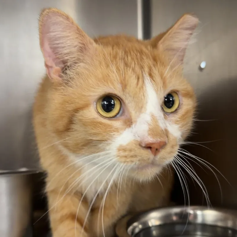 An adult medium-sized male White Domestic Short Hair cat named Bernie for adoption in Henderson, KY