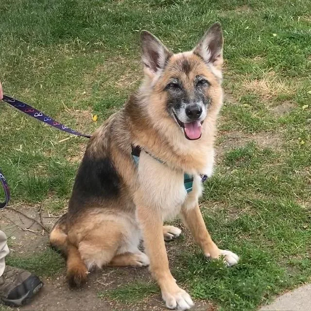 An adult large-sized female German Shepherd Dog dog named Minnie for adoption in Methuen, MA