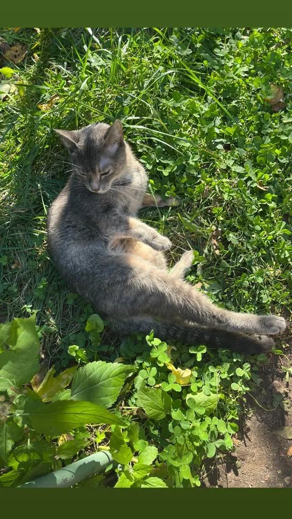 A young medium-sized female Domestic Short Hair cat named Twiggy for adoption in Brooklyn, NY