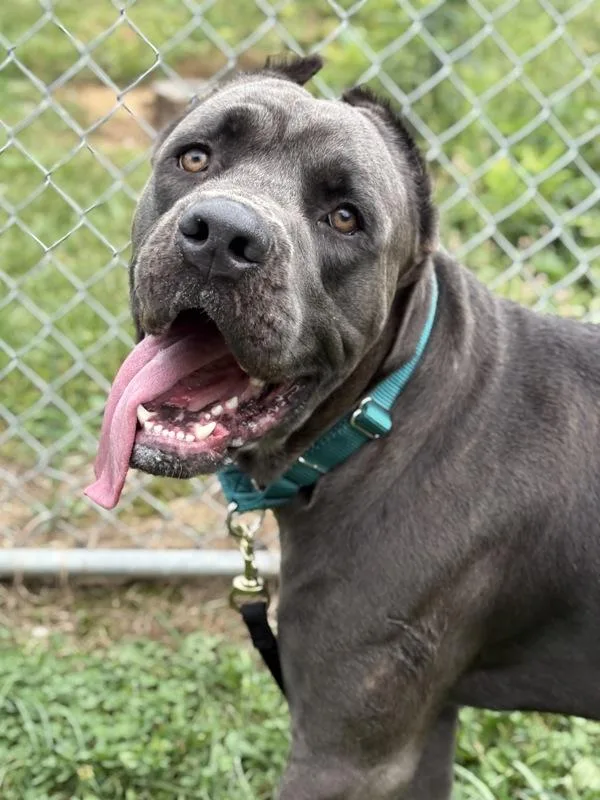 A young large-sized male Cane Corso dog named Hawk Moth for adoption in Lancaster, OH