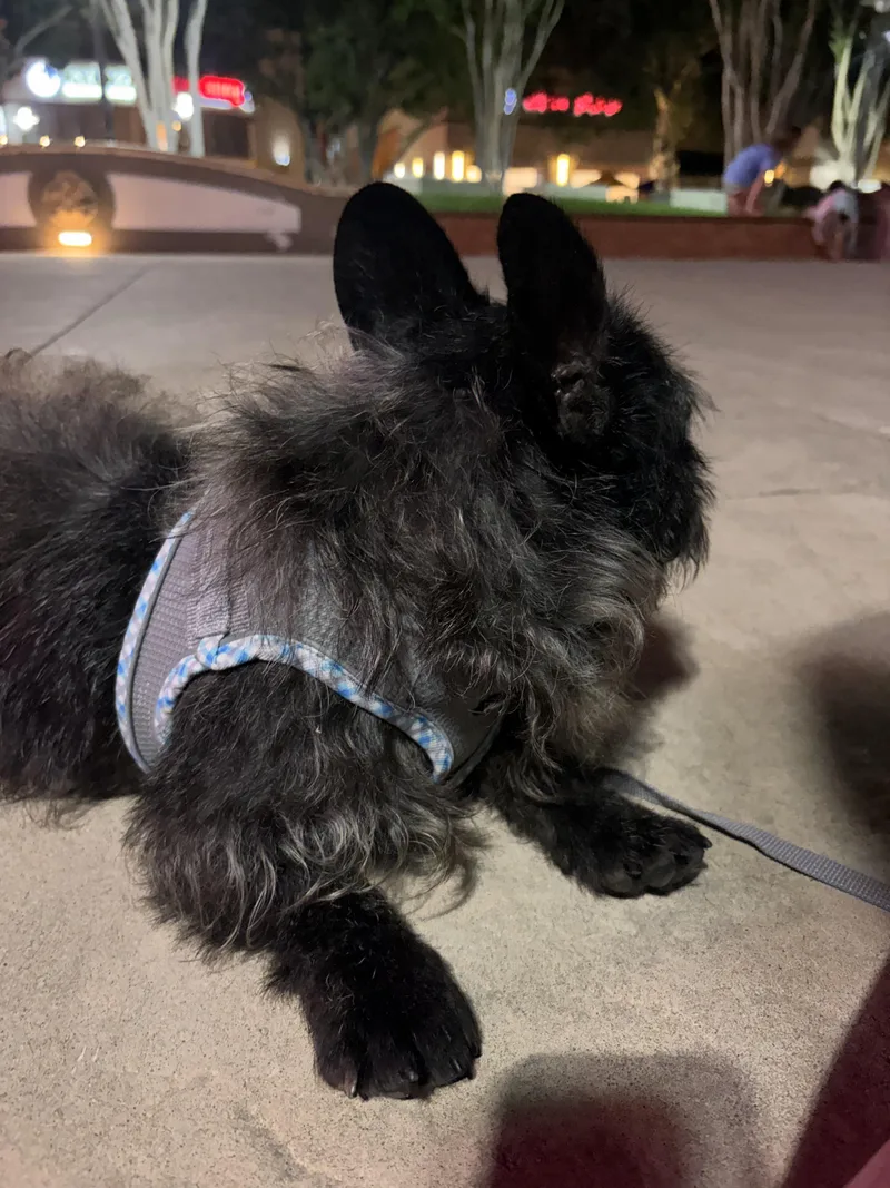 An adult small-sized male French Bulldog dog named Rocky for adoption in Corona, CA