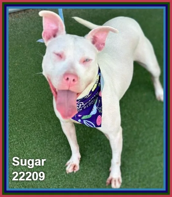 A young medium-sized female White / Cream Pit Bull Terrier dog named Sugar for adoption in Marietta, GA