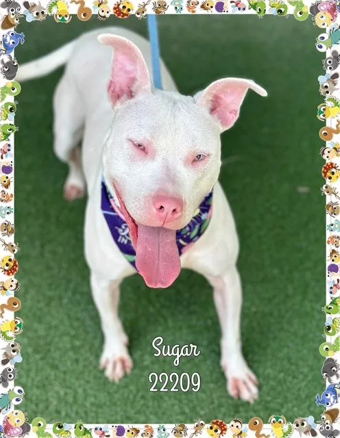 Sugar thumbnail 2