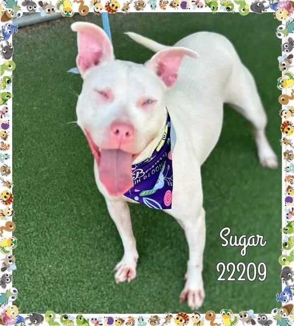 Sugar thumbnail 3