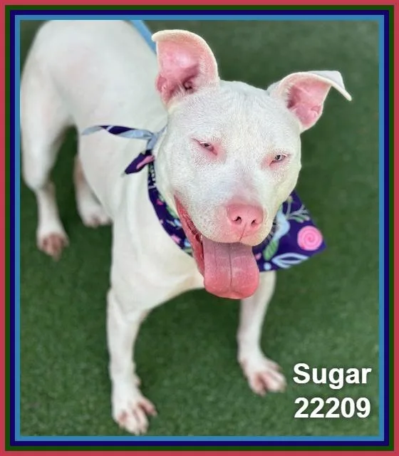 Sugar thumbnail 4