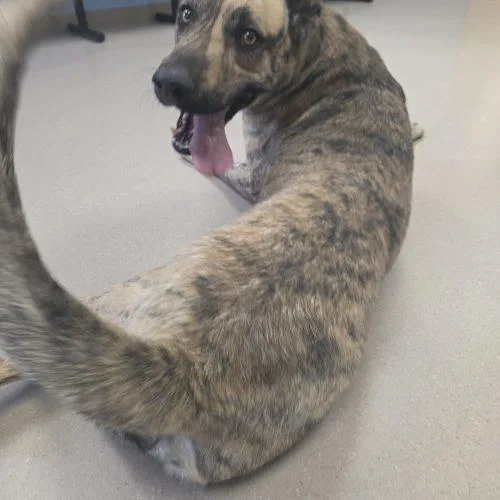A young large-sized male Brindle Dutch Shepherd dog named Juke for adoption in Grand Junction, CO