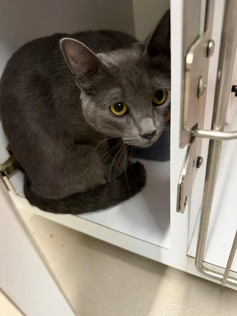 A baby large-sized female Domestic Short Hair cat named Crystal for adoption in Bossier City, LA
