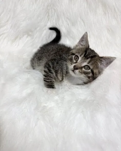 A baby medium-sized male Tabby (Brown / Chocolate) Domestic Short Hair cat named Freddie Mercury for adoption in Reading, PA
