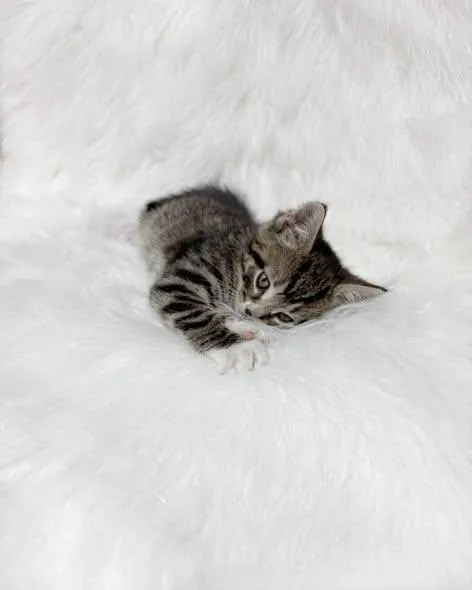 Freddie Mercury thumbnail 2