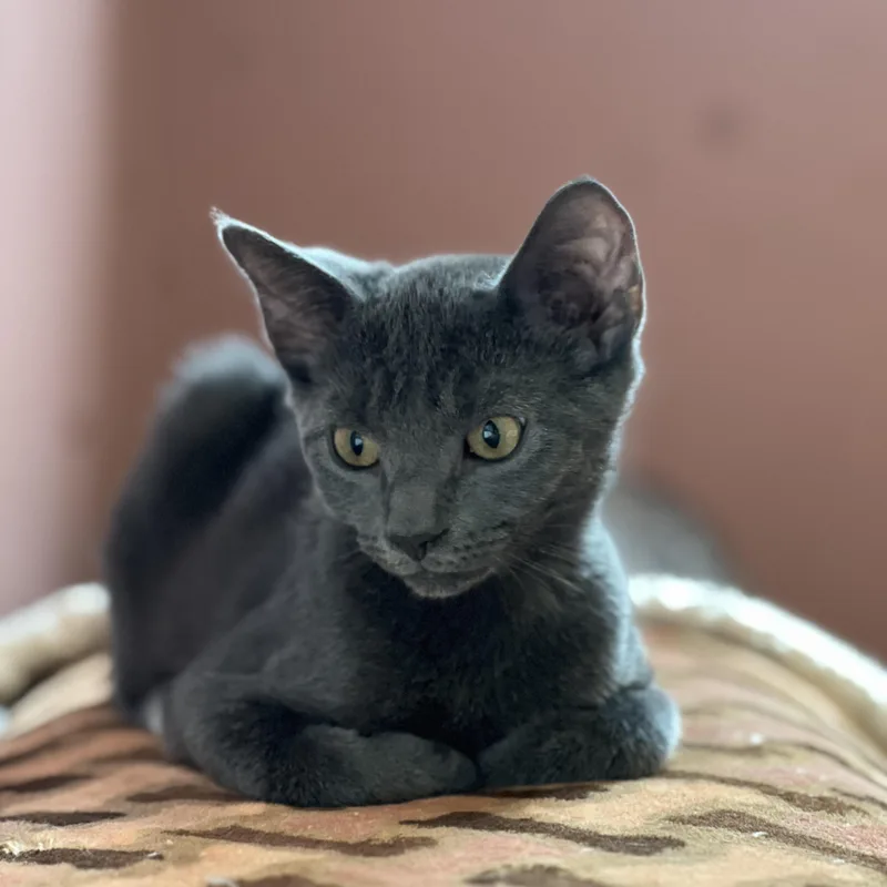 A baby medium-sized female Gray / Blue / Silver Domestic Short Hair cat named Violet for adoption in Buffalo, NY