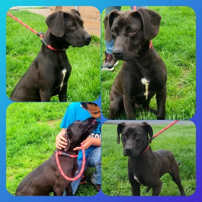 An adult medium-sized male Black Hound dog named Buddy for adoption in Buckhannon, WV