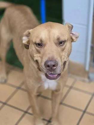 An adult medium-sized male Pit Bull Terrier dog named Bow for adoption in Gainesville, FL