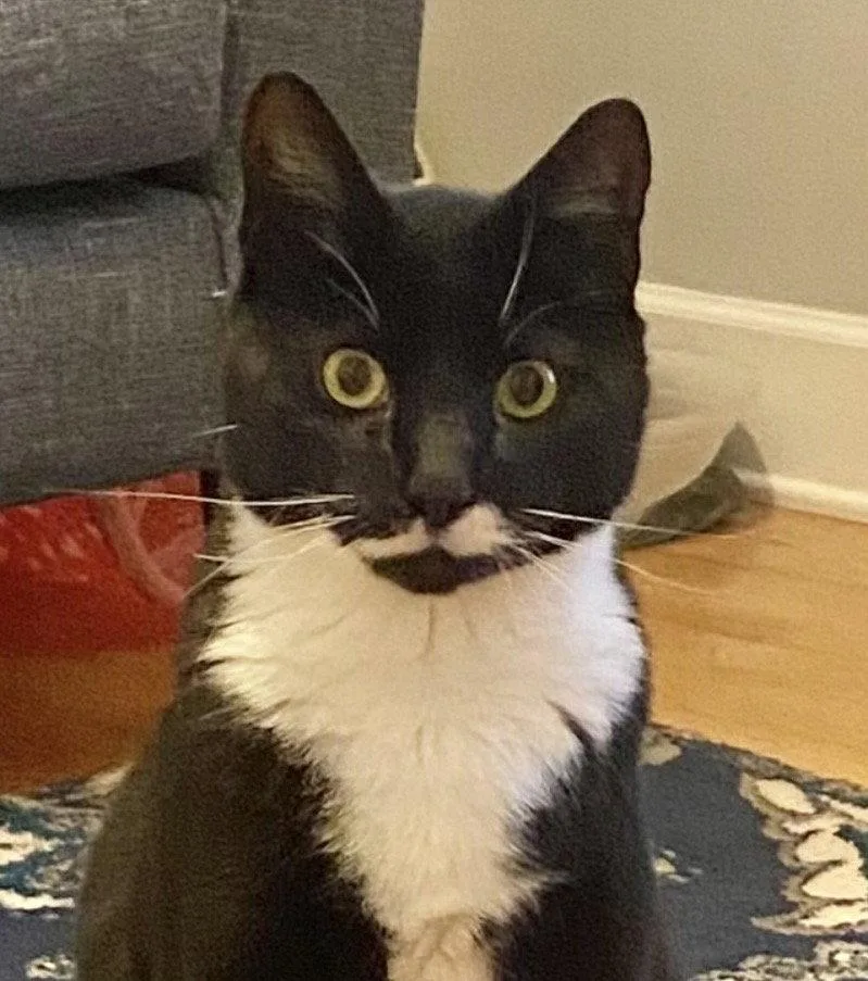 Stache