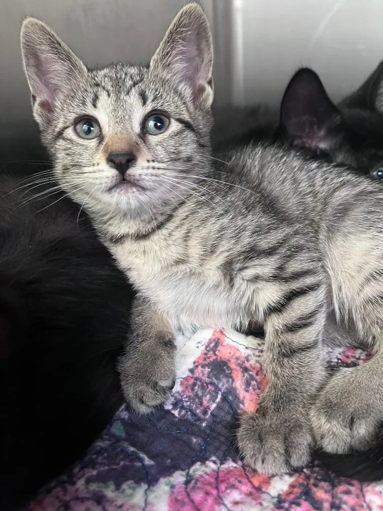 A baby medium-sized female Domestic Short Hair cat named Flora for adoption in Pomona, NY