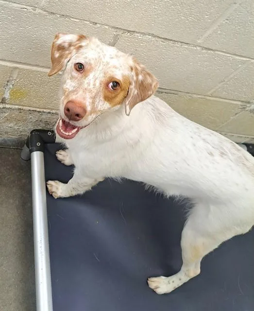 A young small-sized female English Setter dog named Shelby for adoption in Easton, MD