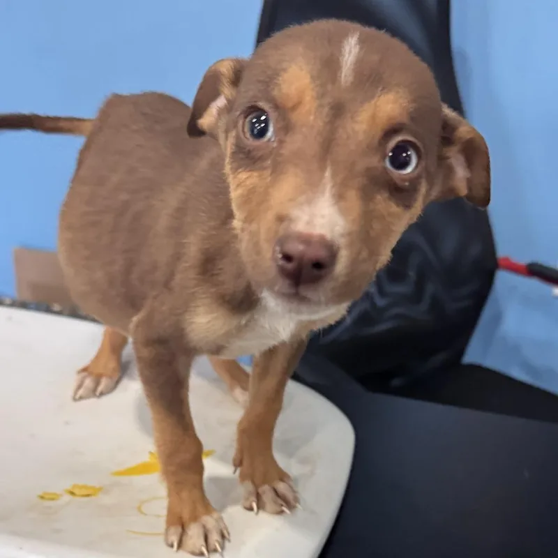 Daphne
