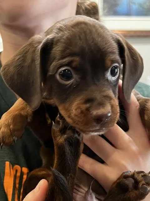 A baby small-sized male Dachshund dog named Lasson for adoption in Cumming, GA