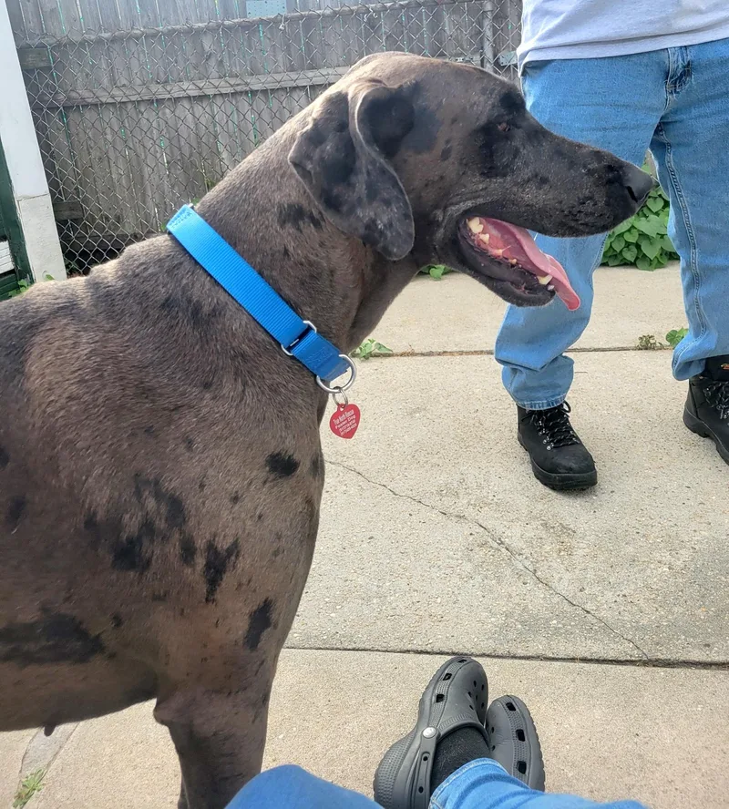 A young extra large-sized female Brown / Chocolate Great Dane dog named Sadie for adoption in Brooklyn, NY