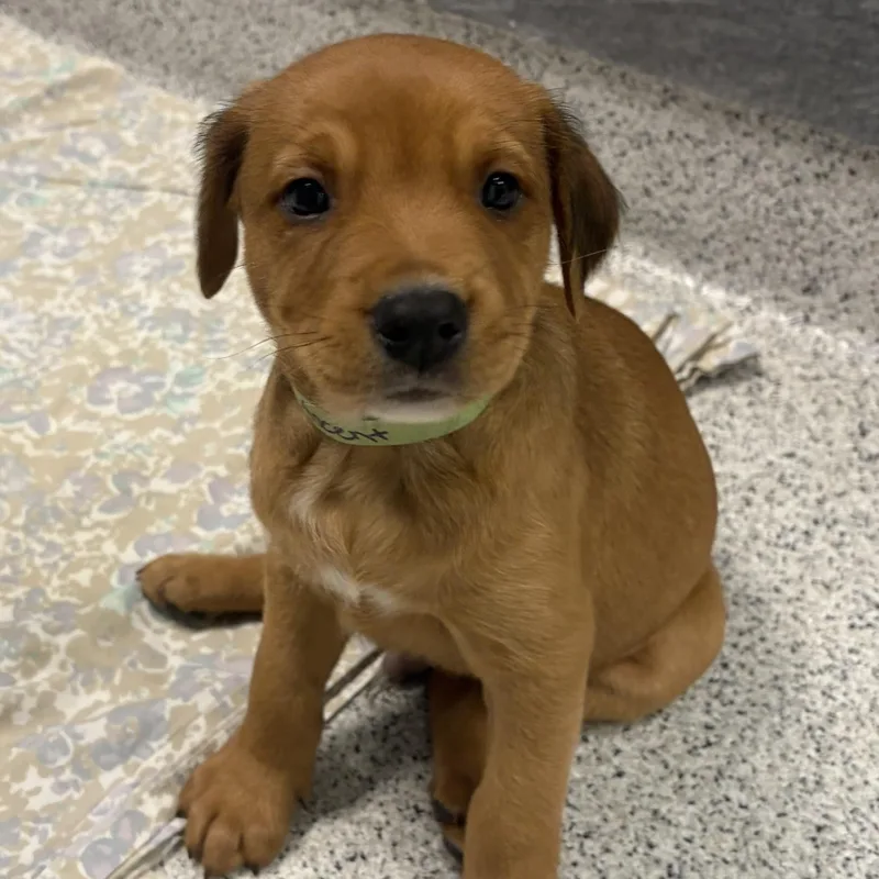 A baby medium-sized male Mixed Breed dog named Ascent for adoption in Cooperstown, NY