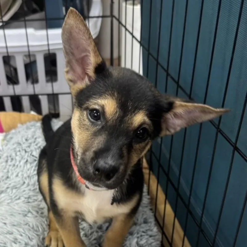 A baby small-sized female Black German Shepherd Dog dog named Debbie for adoption in Austell, GA